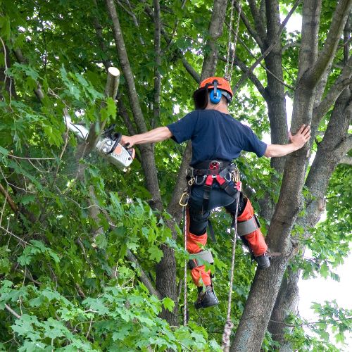 Professional Arborist Services