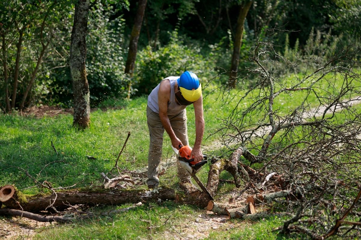 Trail Clearing Trees