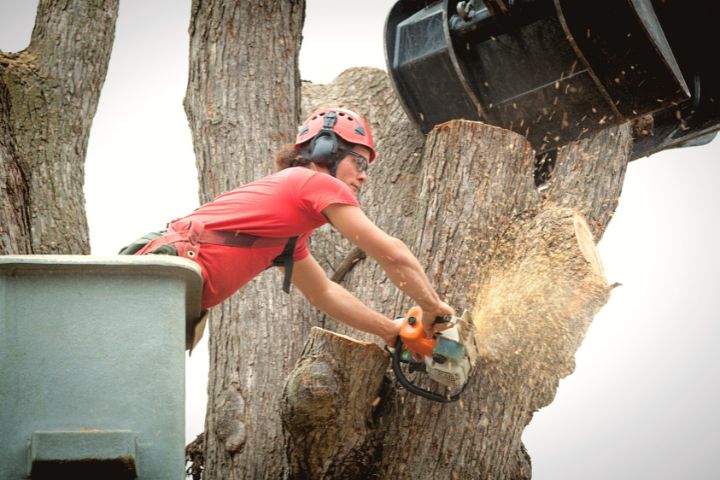 Tree Removal Arborist Working On Trunk With Heavy Equipment