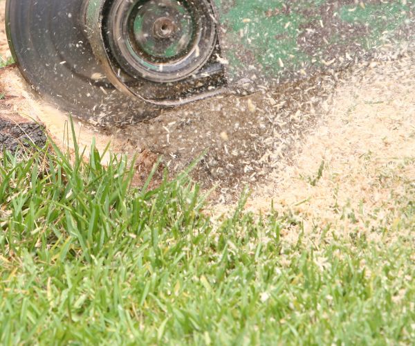 Tree Removals Adelaide Stump Grinding Service